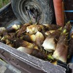 タケノコテロと保管場所の原状回復