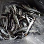 サビキ釣りと革ツナギの再試着